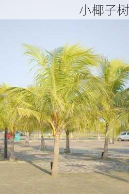 小椰子树